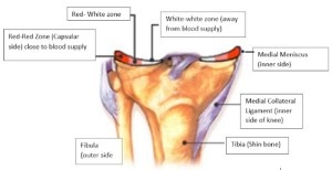 meniscal knee